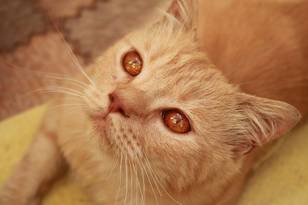 Ищем дом чудесному рыжику!