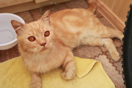 Ищем дом чудесному рыжику!