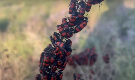 Букет из жуков