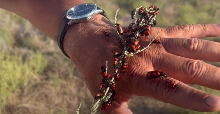 Букет из жуков