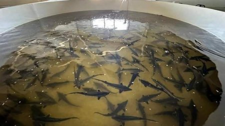 До конца 2024 года в Мангистау запустят два предприятия рыбного хозяйства