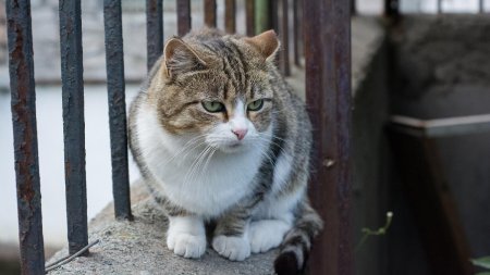 Началась пандемия кошачьего коронавируса: На Кипре погибли 300 тысяч кошек