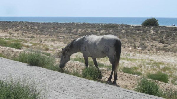 Скот продолжает гулять по дорогам Актау