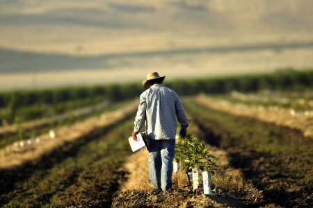 Пострадавшим от засухи фермерам могут дать отсрочку по кредитам  