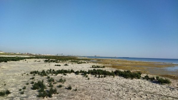 «Это не пляж, это - болото». Что будут делать с илом на побережье Актау