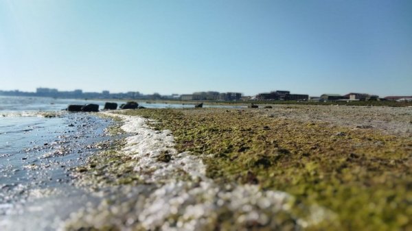 «Это не пляж, это - болото». Что будут делать с илом на побережье Актау
