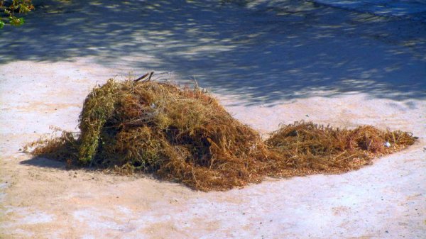 Озеленители или уничтожители? Зачем в Актау вырывают всю траву