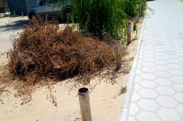 Озеленители или уничтожители? Зачем в Актау вырывают всю траву