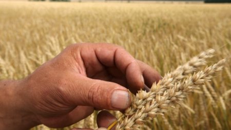 Казахстан резко увеличил импорт российской пшеницы – эксперт