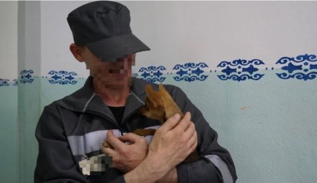 Хатико из Казахстана: собака ждала осужденного хозяина у двери дома каждый день