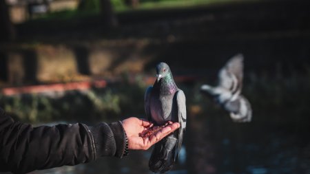 Аким Атырау запретил кормить голубей