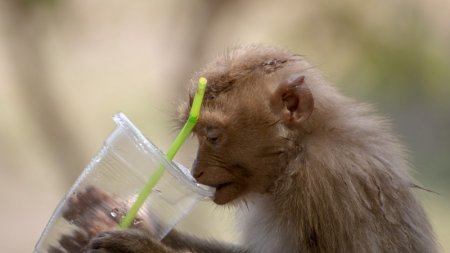 "Сработало на обезьянах". Ученые открыли вакцину от алкоголизма