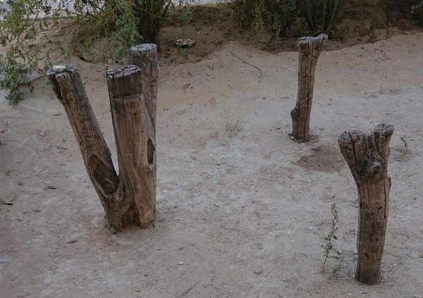 Высыхающий Актау: На месте вырубленных деревьев ничего не посадили