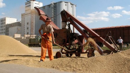 Непогода угрожает качеству зерна в северных регионах Казахстана
