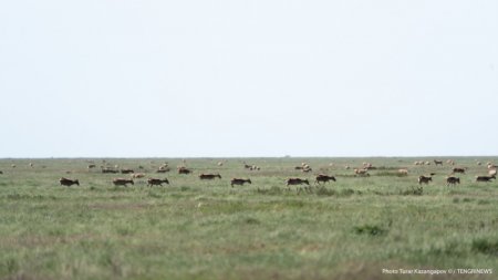 Как планируют убивать сайгаков в Казахстане 
