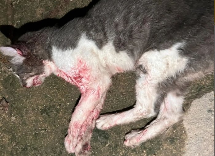 Мужчина до смерти забил соседского кота в Актау