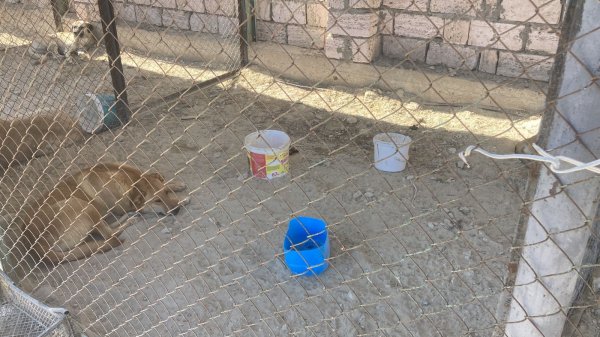 На возмущения зоозащитников Актау отреагировали в компании по содержанию бродячих животных