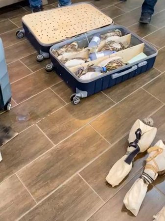 Спецоперация КНБ в Атырау: краснокнижных соколов пытались вывезти из Казахстана 