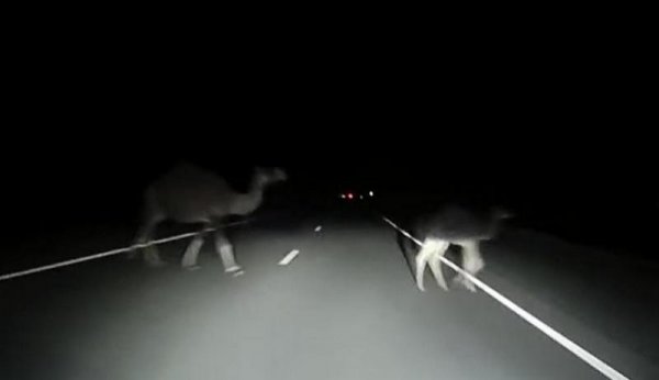 На волоске от смерти: Кто и как решает проблему со скотом на дорогах Мангистау