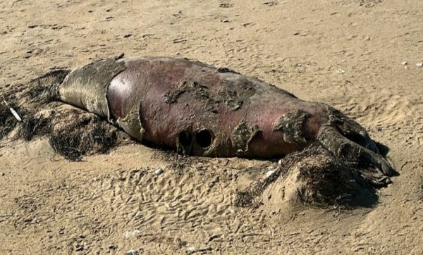 Разлагающихся тюленей и осетров нашли на побережье в Мангистау