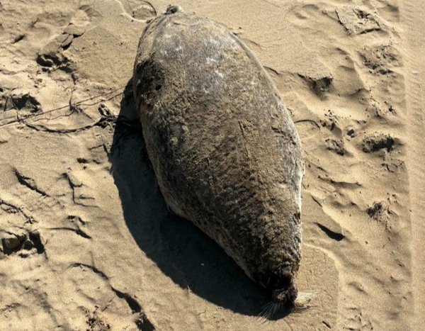 Разлагающихся тюленей и осетров нашли на побережье в Мангистау