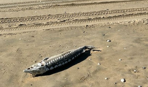 Разлагающихся тюленей и осетров нашли на побережье в Мангистау