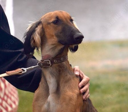 Как изменился подаренный Токаеву щенок Наурыз