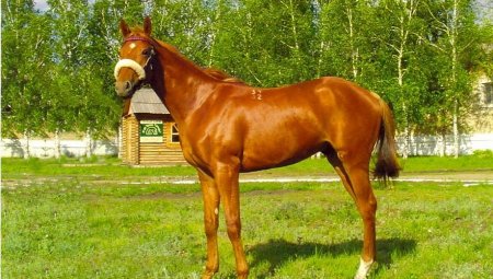 Казахстан теряет костанайскую породу лошадей со 138-летней историей