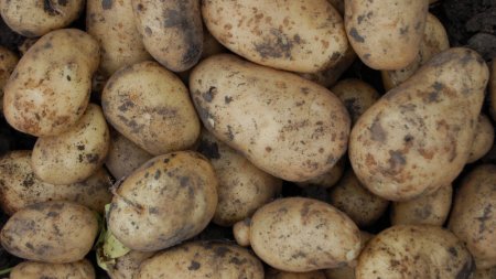 Картофельный бум: вслед за хлеборобами в дефолте могут оказаться картофелеводы 