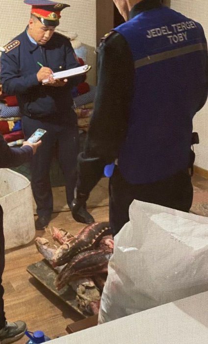 Полицейские в Мангистау изъяли более 100 килограммов осетровой рыбы