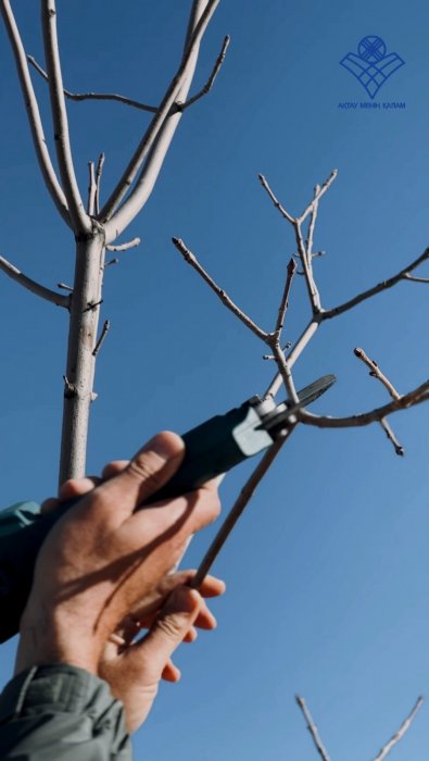 Активисты высадят в Актау 124 саженца ясеня