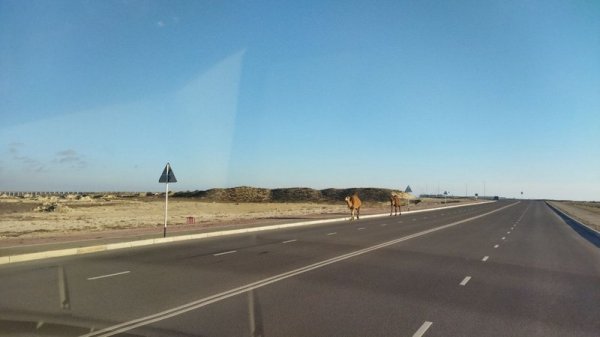 Бродячий скот стал проблемой для водителей в пригороде Актау