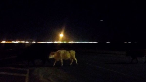 Бродячий скот стал проблемой для водителей в пригороде Актау