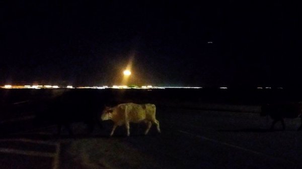 Бродячий скот стал проблемой для водителей в пригороде Актау