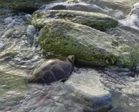Черепаха на побережье Актау в декабре
