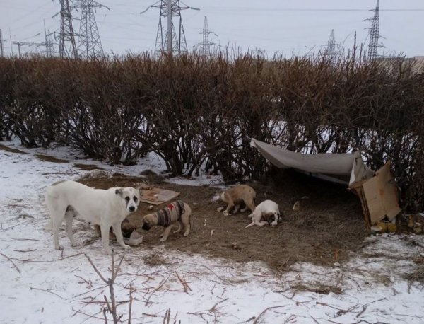 «Хостел для друзей»: как помогают замерзающим уличным животным в Актау