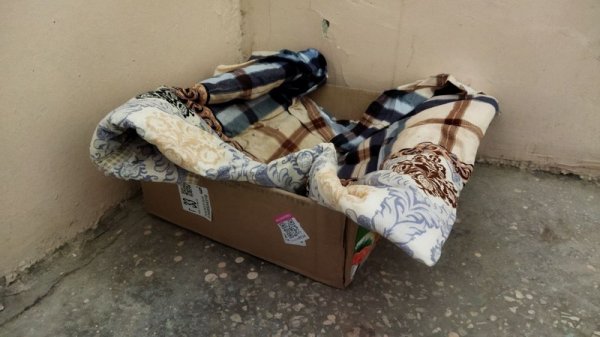 «Хостел для друзей»: как помогают замерзающим уличным животным в Актау