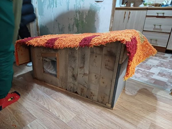 «Хостел для друзей»: как помогают замерзающим уличным животным в Актау