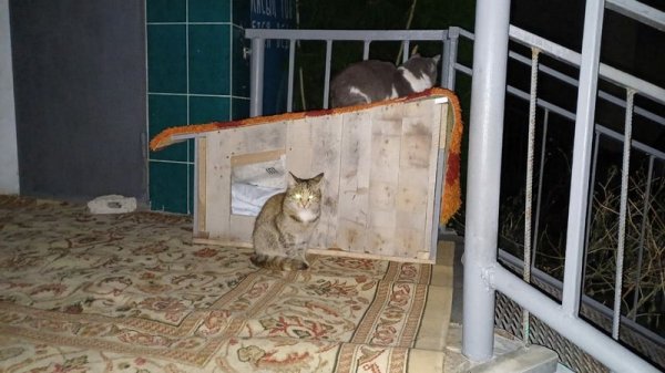 «Хостел для друзей»: как помогают замерзающим уличным животным в Актау