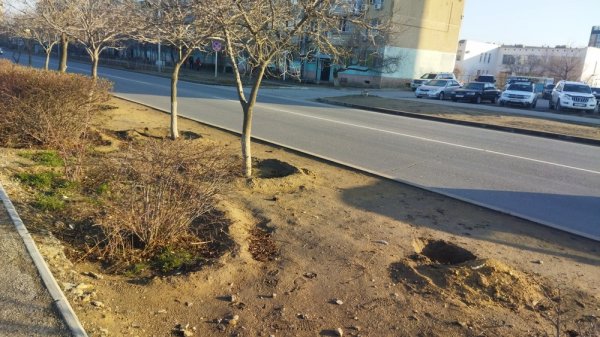 Что собрались сажать вдоль Ботанического сада в Актау