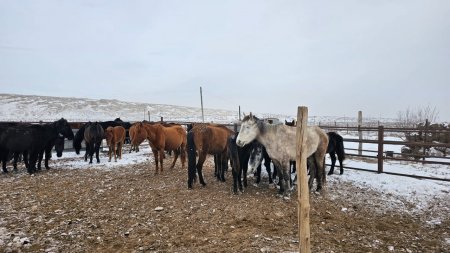 Адайская лошадь стала национальным брендом Казахстана