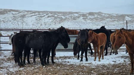 Адайская лошадь стала национальным брендом Казахстана