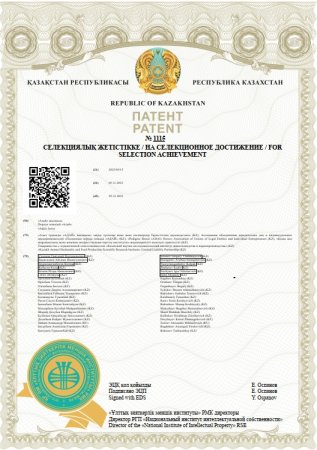 Адайская лошадь стала национальным брендом Казахстана
