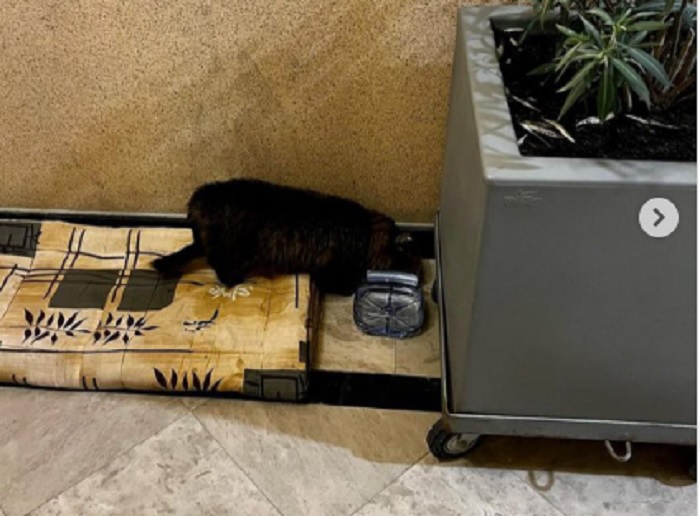 Добрые сердца: жители ЖК «Green Plaza» в Актау приютили во время холодов в подъездах уличных кошек