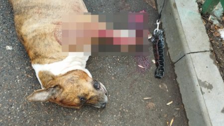 Собака погибла, защищая хозяина в Алматы 