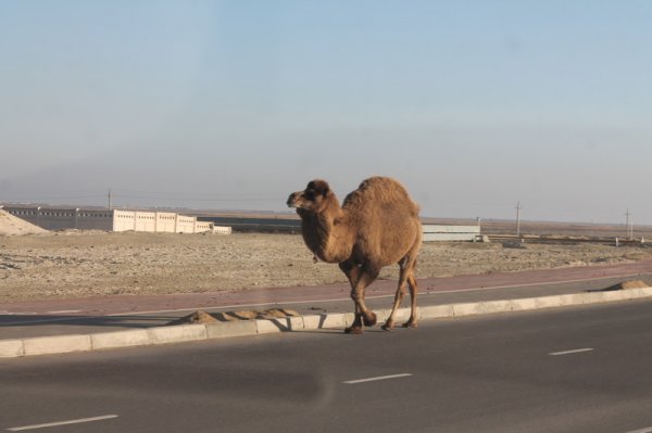 Бродячий скот на дорогах Актау: что делать?