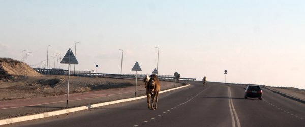 Бродячий скот на дорогах Актау: что делать?