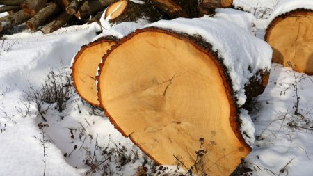 Казахстанского застройщика обязали выплатить миллионы за вырубку деревьев