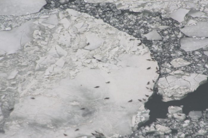 Ледоколы в Каспийском море: угроза для размножения тюленей