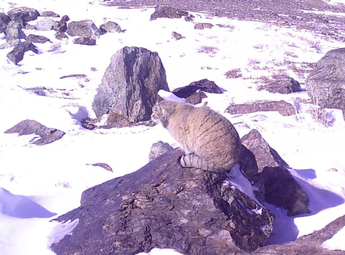 В объектив фотоловушки в Мангистау попал степной кот
